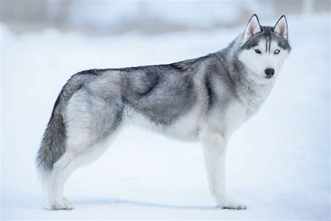 siberian hahasky|Facts About the Siberian Husky That You May Not Know.